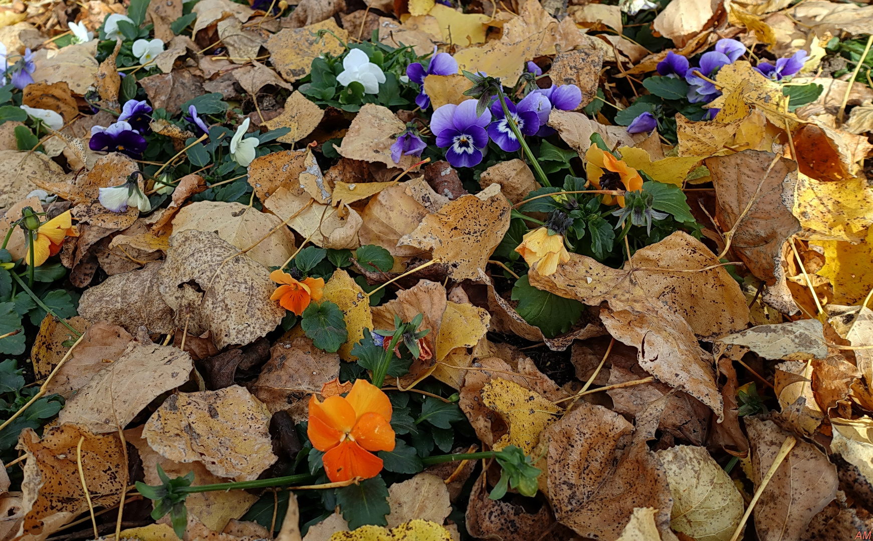 Novemberblümchen