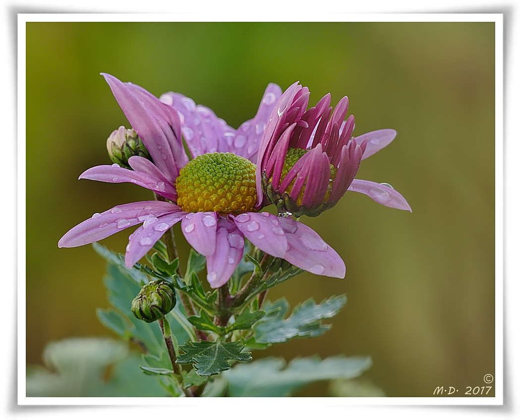 *** Novemberblümchen ***