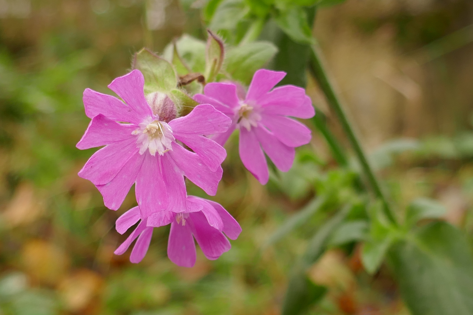 Novemberblümchen - Aufnahme vom 22. November...