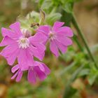 Novemberblümchen - Aufnahme vom 22. November...