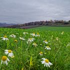 Novemberblümchen