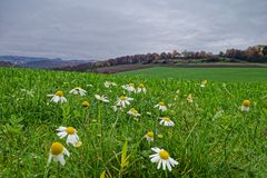 Novemberblümchen