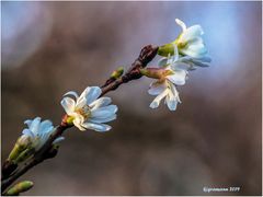 novemberblümchen im abendlicht.....