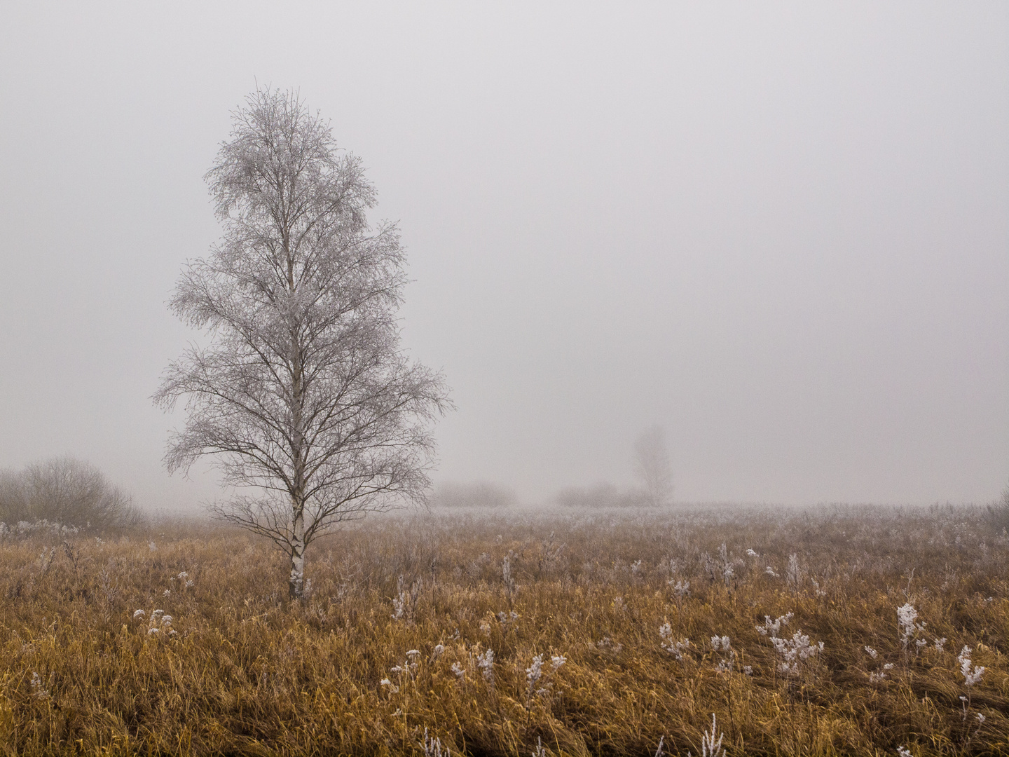 Novemberblues am 1. Januar 20