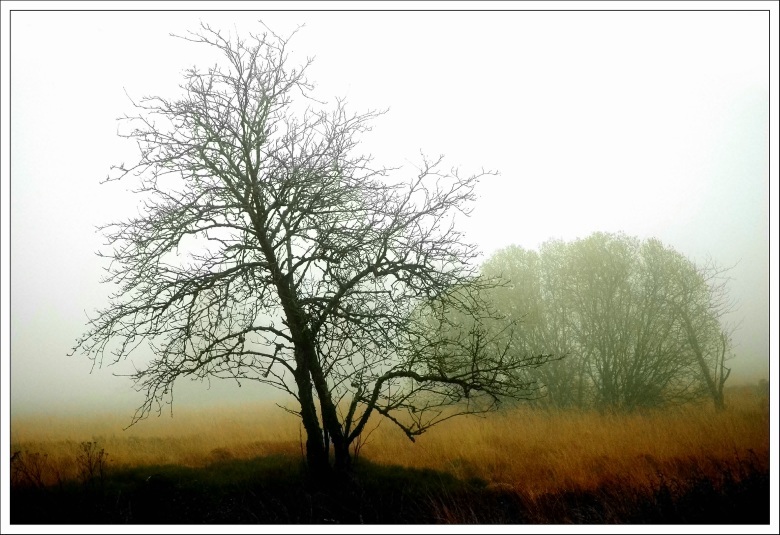 Novemberblues - Ansichten aus dem Hohen Venn