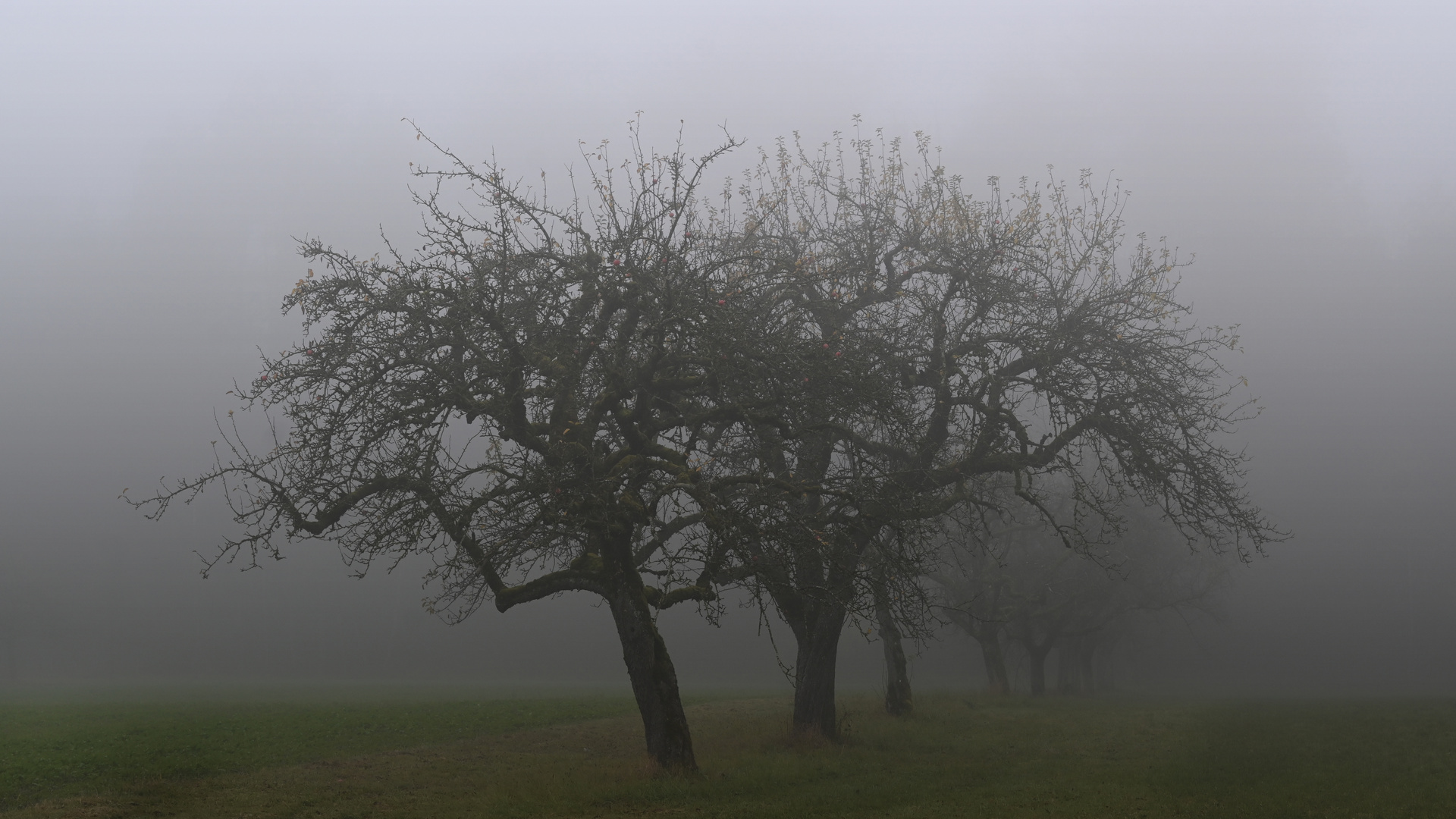 Novemberblues - Blues de novembre