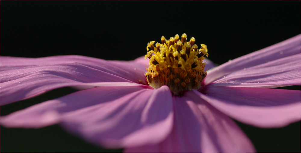 Novemberblüte