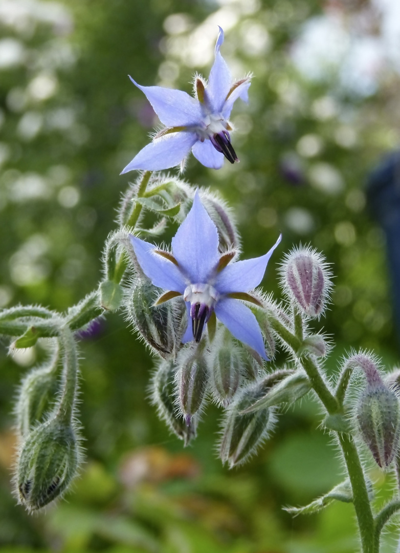 NovemberBlüte