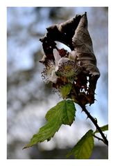 *november.blüte*