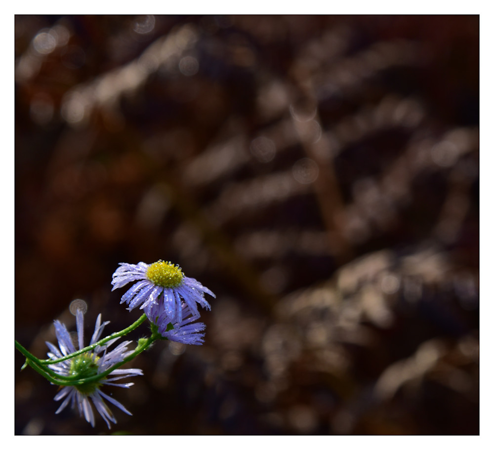 Novemberblüte