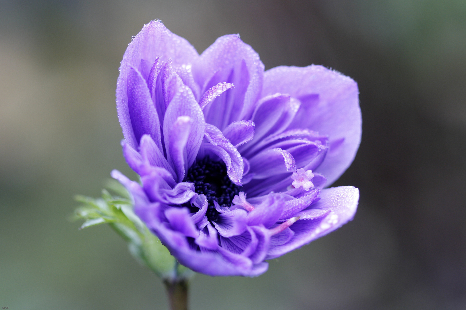 °Novemberblüte°