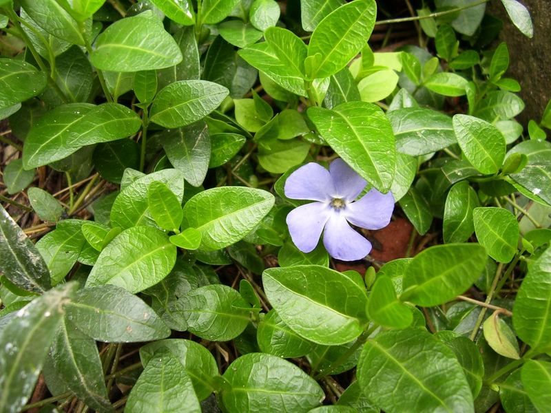 Novemberblüte