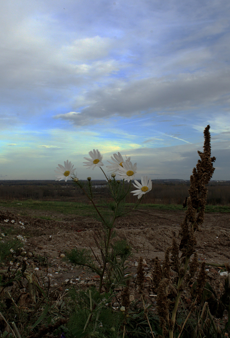 Novemberblüte