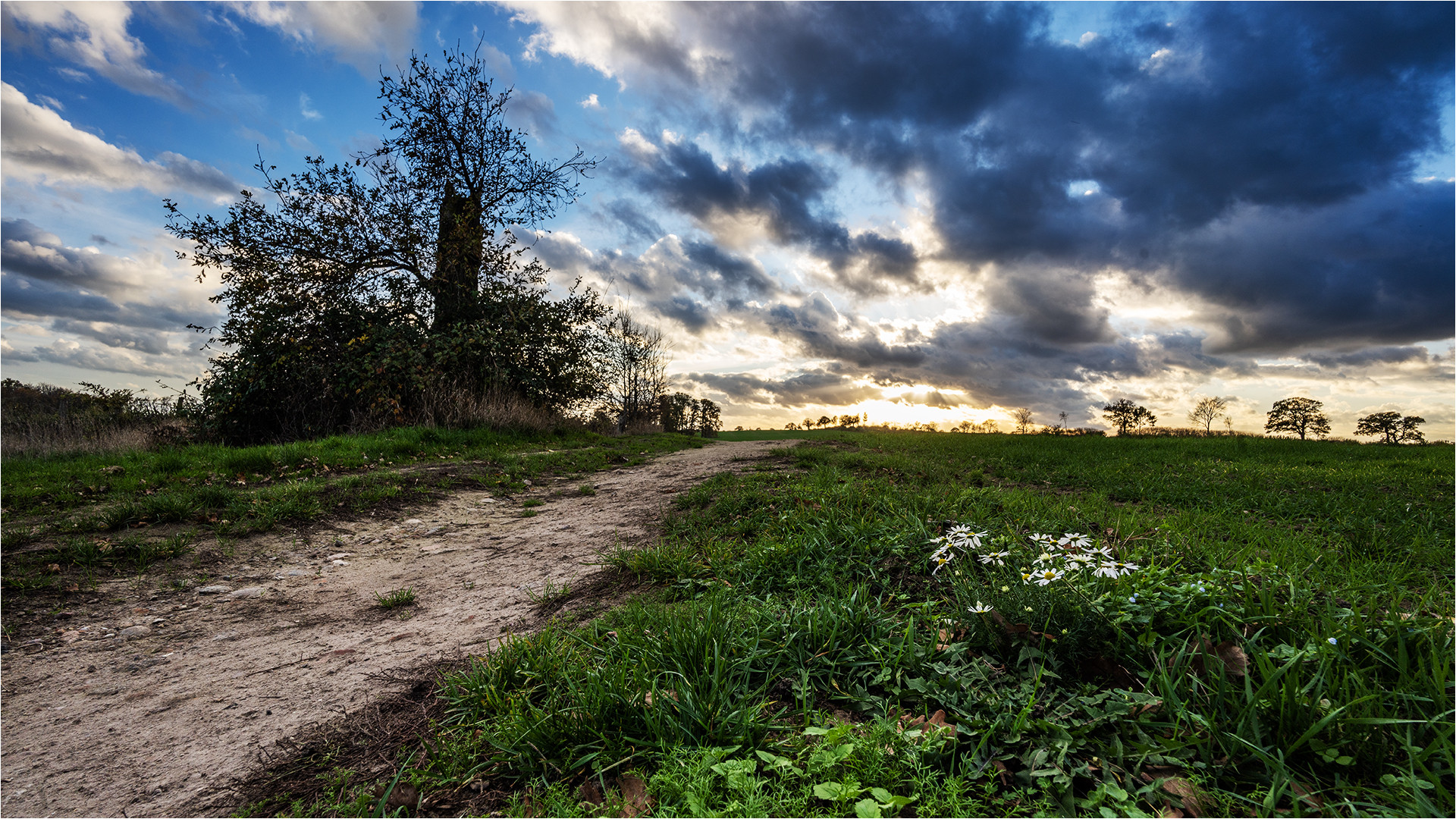 … Novemberblüten …