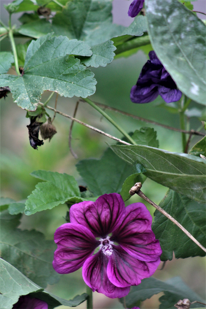 Novemberblüten