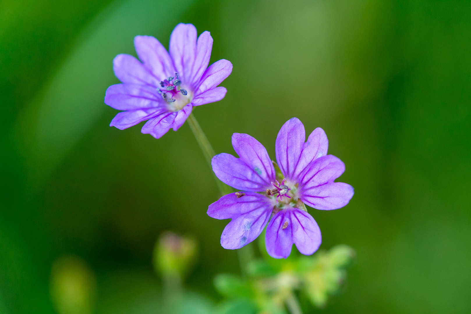 Novemberblüten