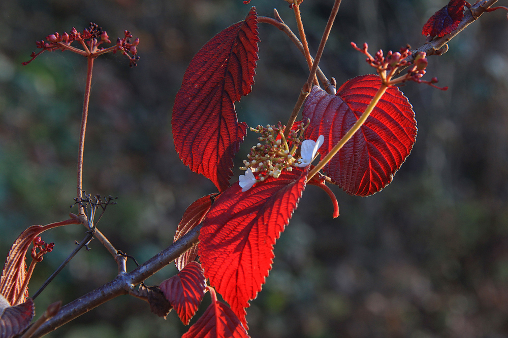 Novemberblüten