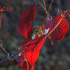 Novemberblüten