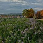 Novemberblüten