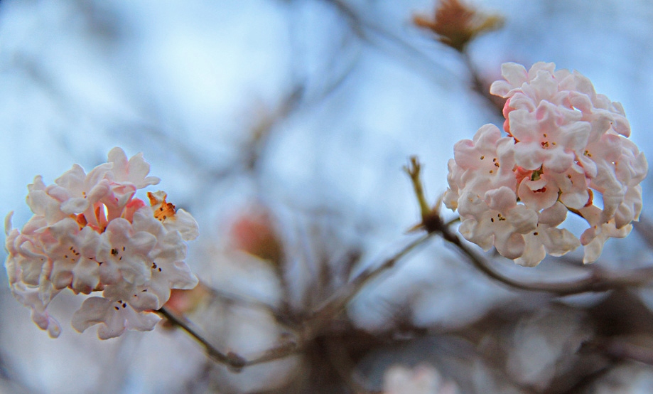 Novemberblüten