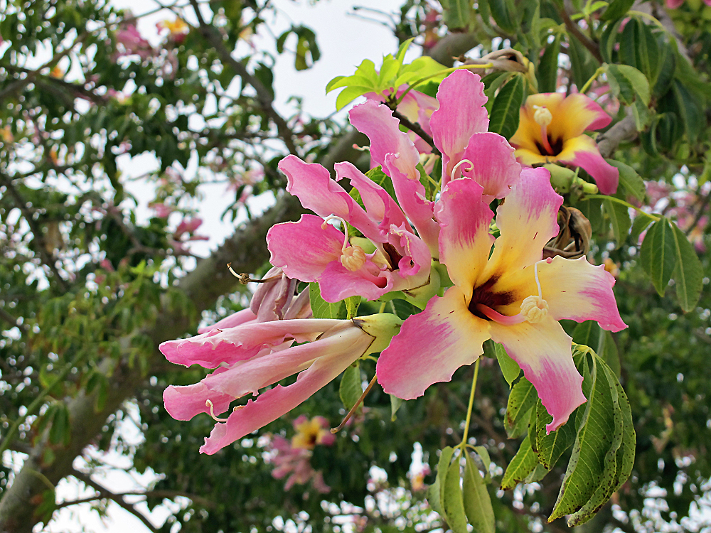 Novemberblüten / Fiori di novembre (5)