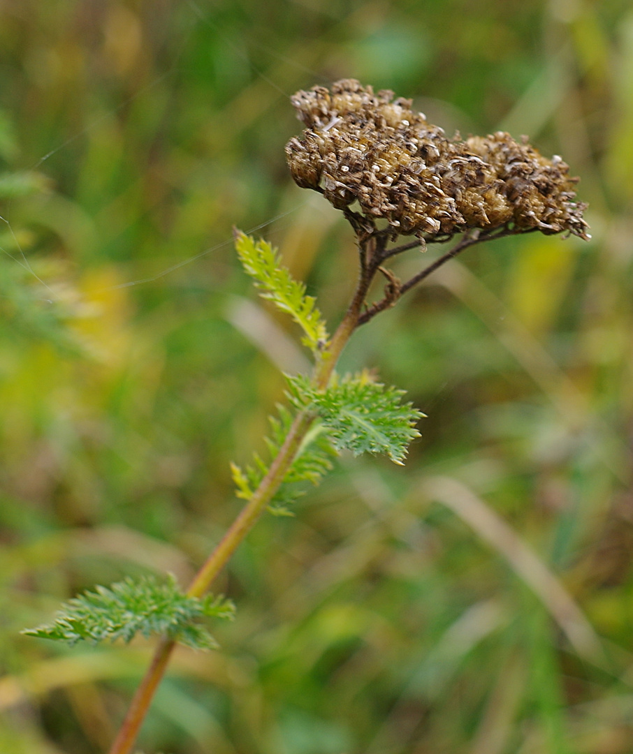 "Novemberblume"