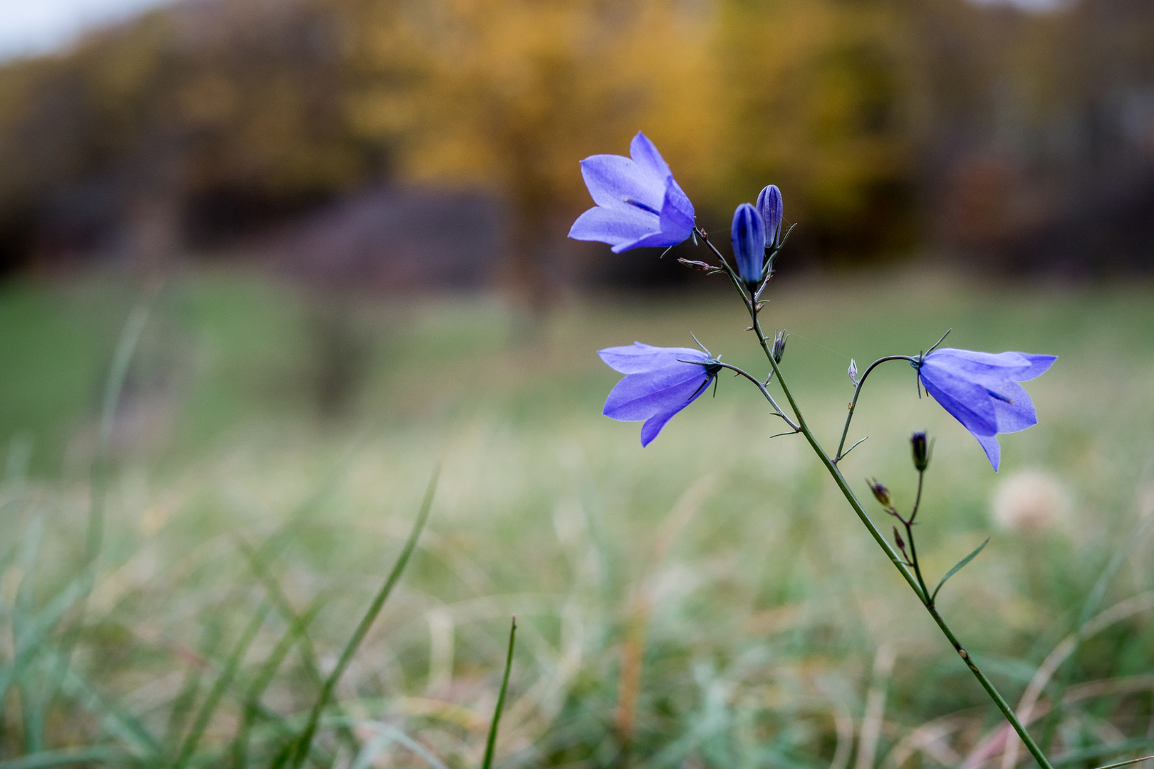 Novemberblume