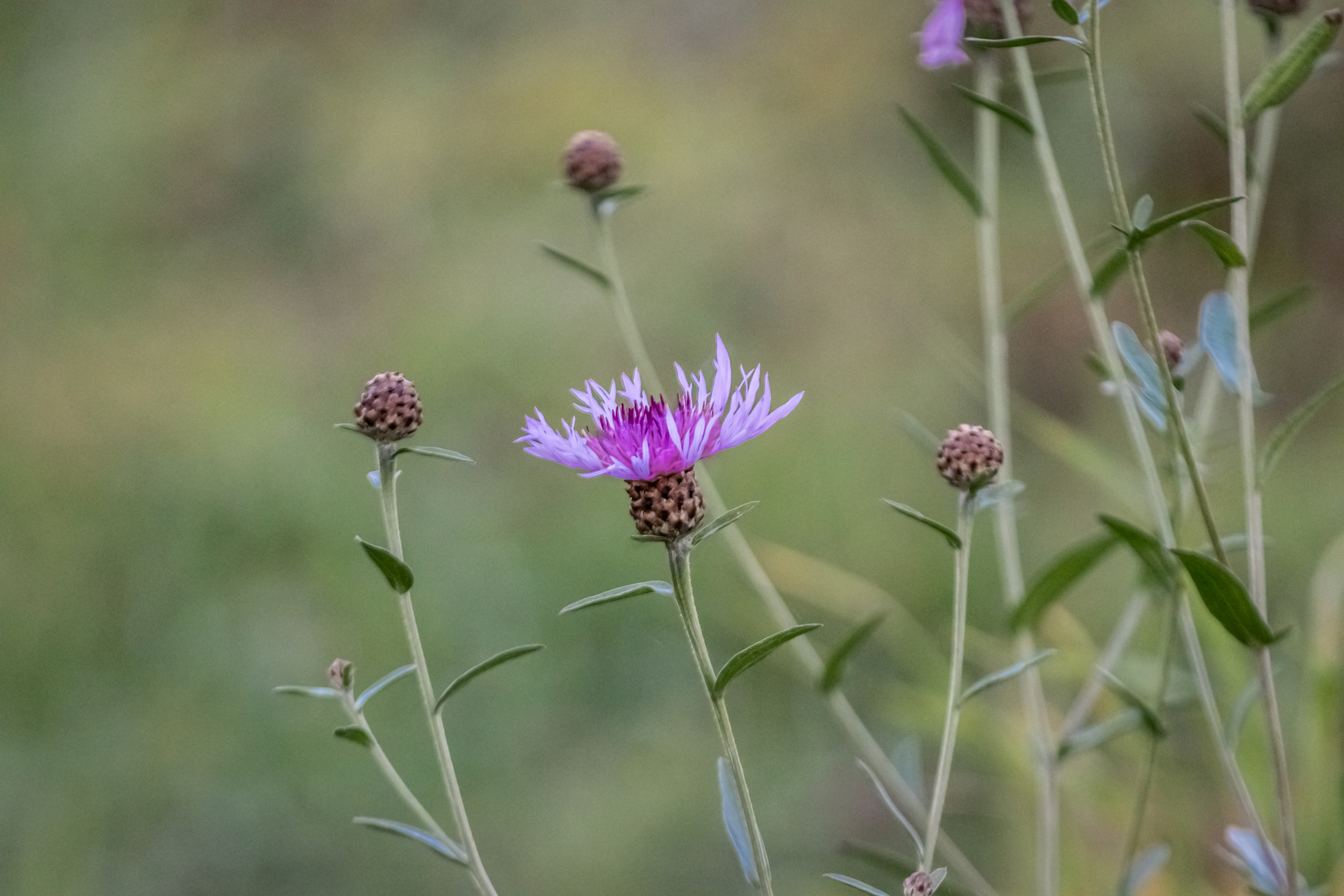 Novemberblume