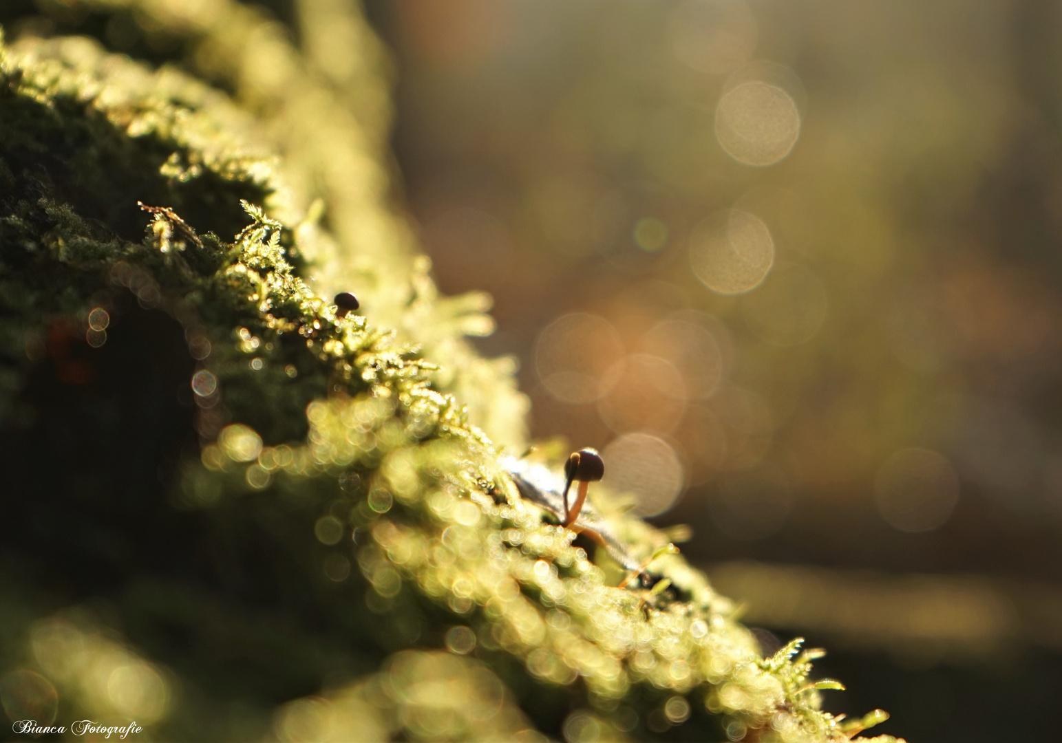 Novemberbokeh~