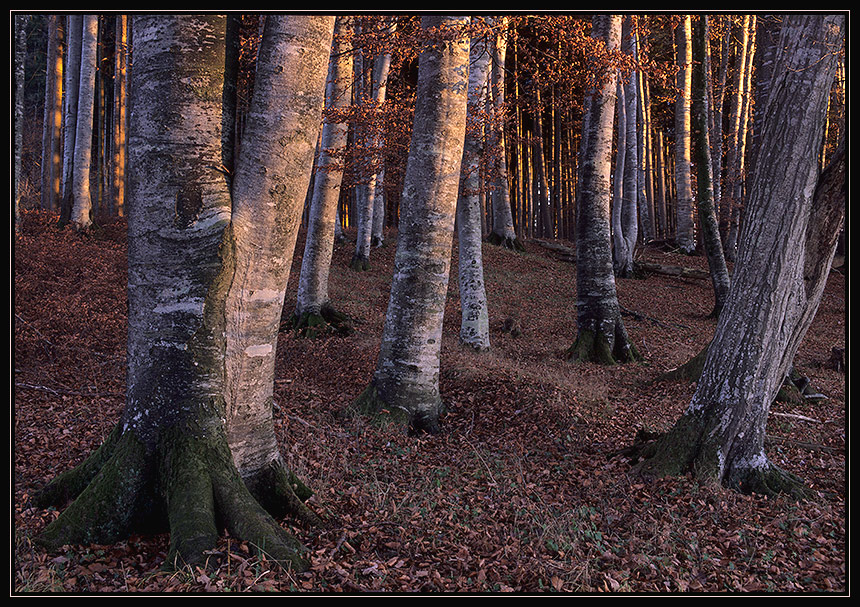 Novemberbuchen