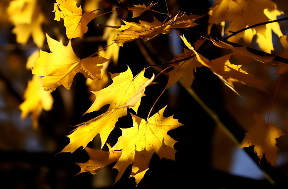 novemberbunt