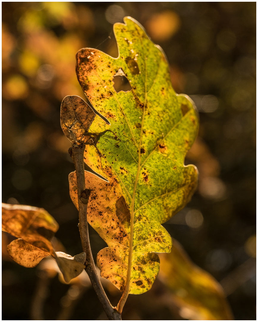 Novemberbunt