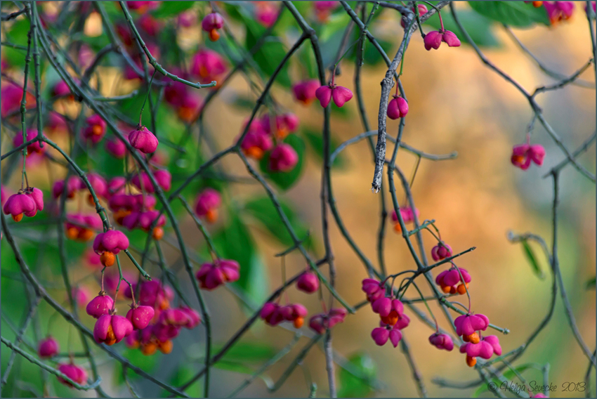 Novemberbuntes