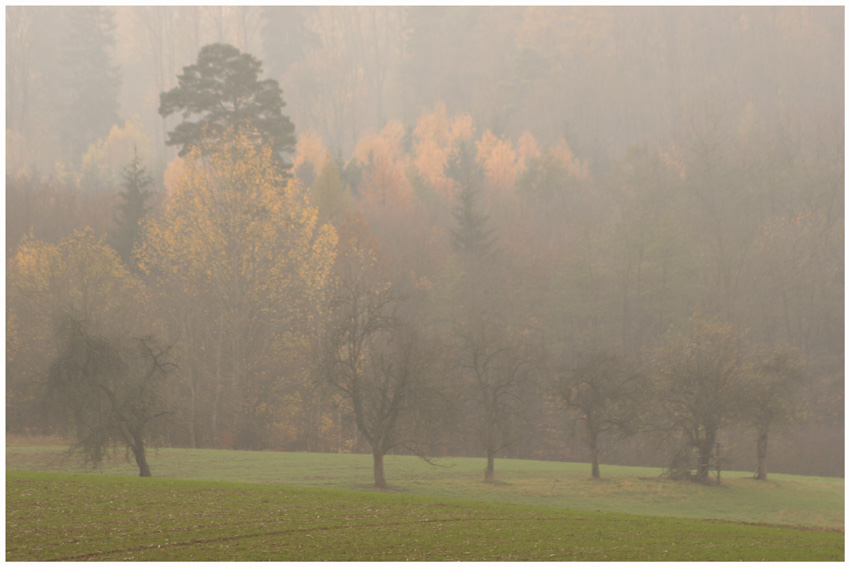 Novemberdunst im Wiesengrund