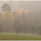 Novemberdunst im Wiesengrund