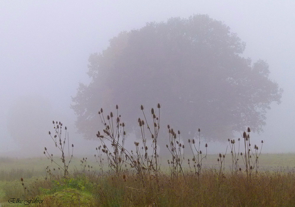 Novembereichen