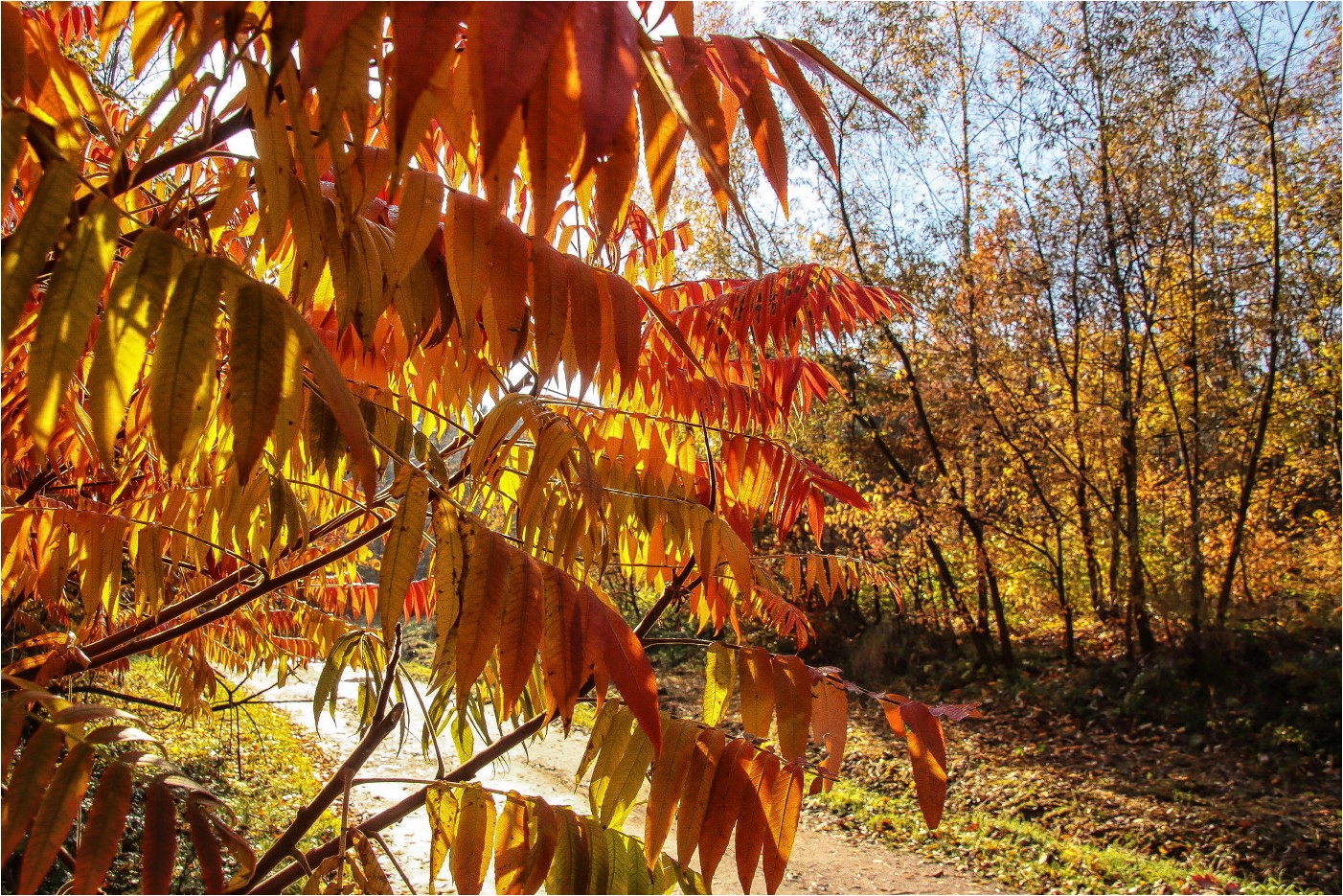 Novemberfarben (1)