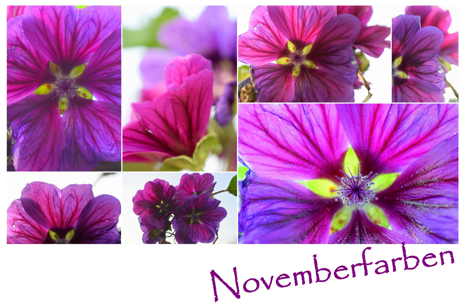 Novemberfarben 21