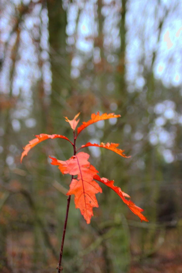 Novemberfarben