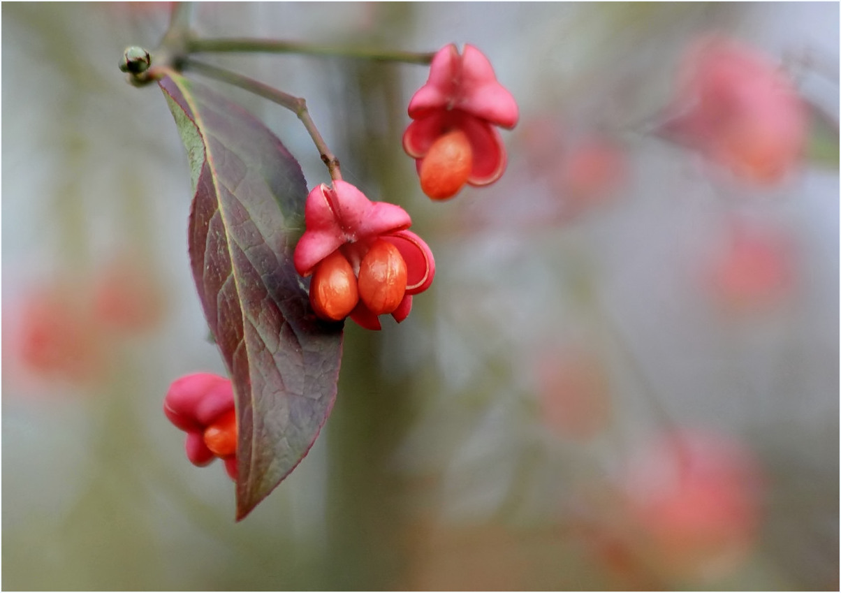 Novemberfarben!