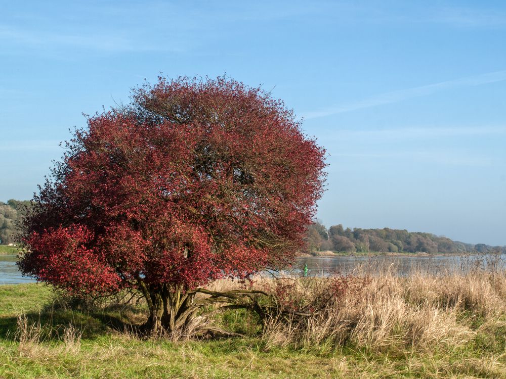 Novemberfarben ;-)