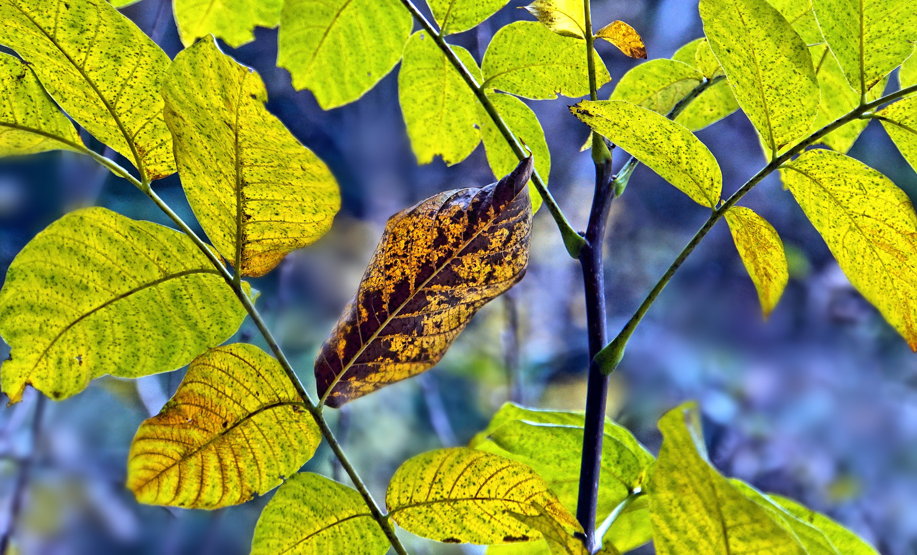 Novemberfarben