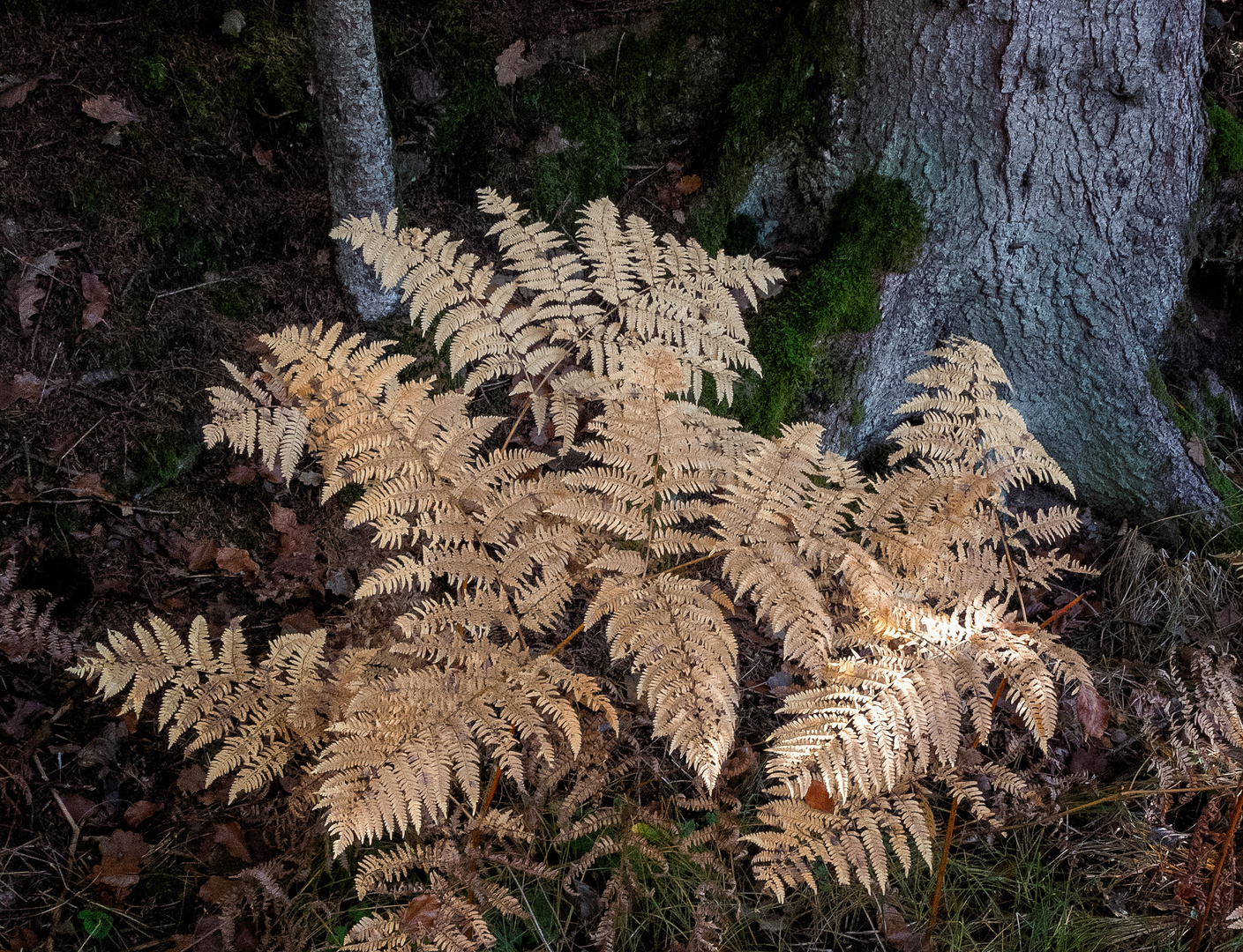 Novemberfarben