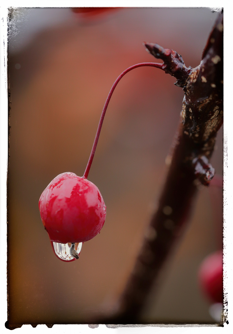 Novemberfarben II