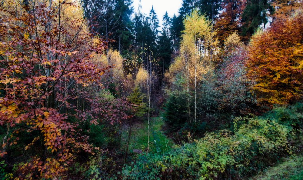 Novemberfarben im Spessart