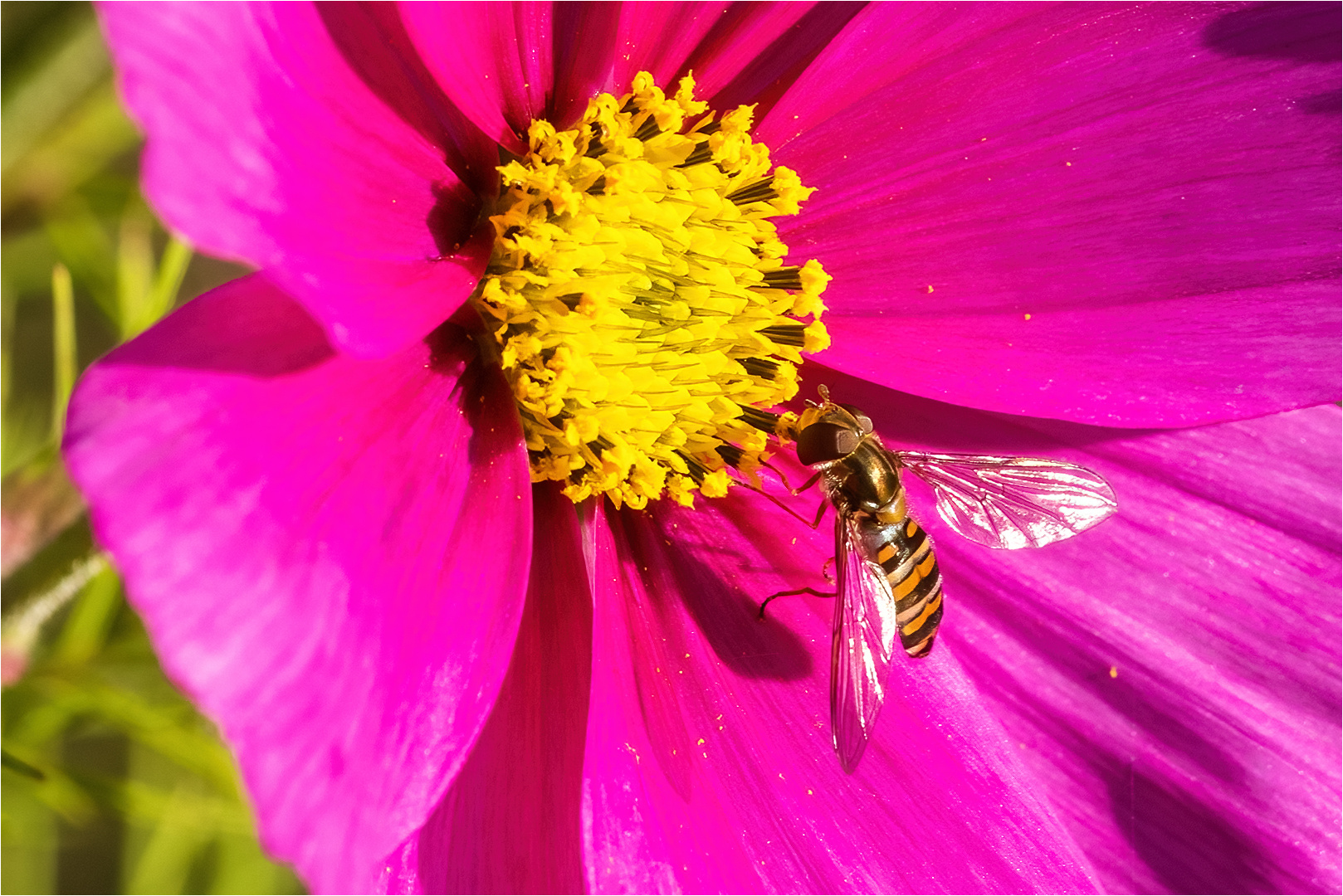 Novemberfreuden … man glaubt es kaum … Foto & Bild spezial, natur, herbst Bilder auf