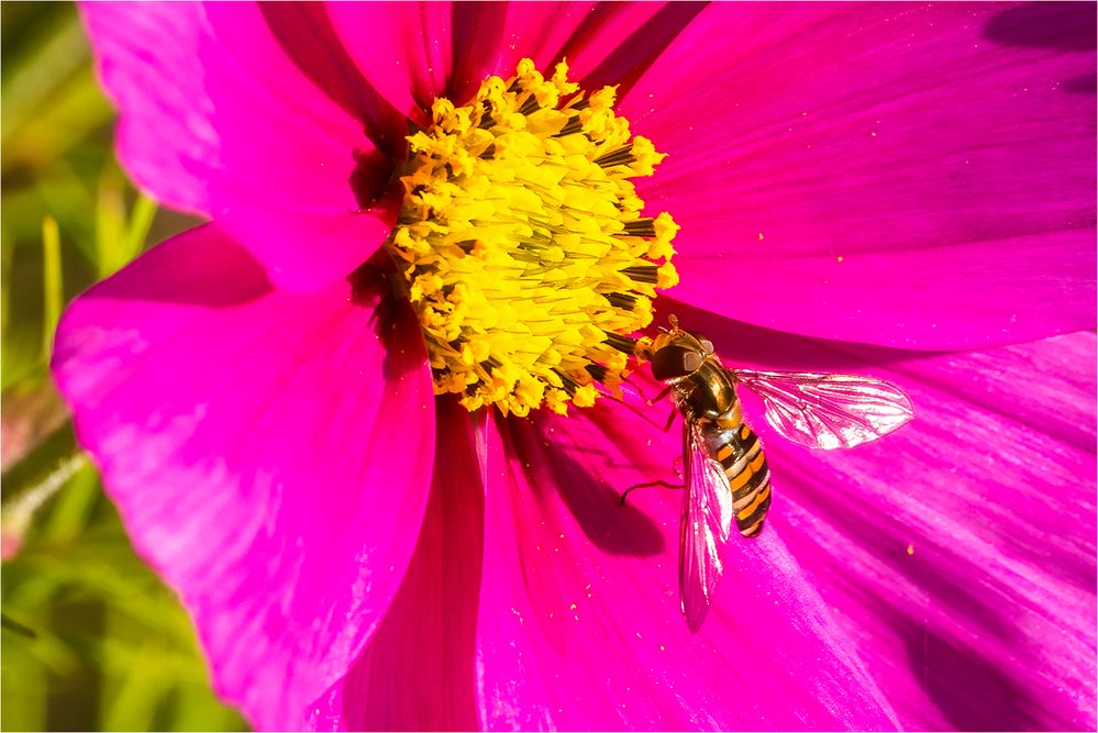 … Novemberfreuden … man glaubt es kaum …