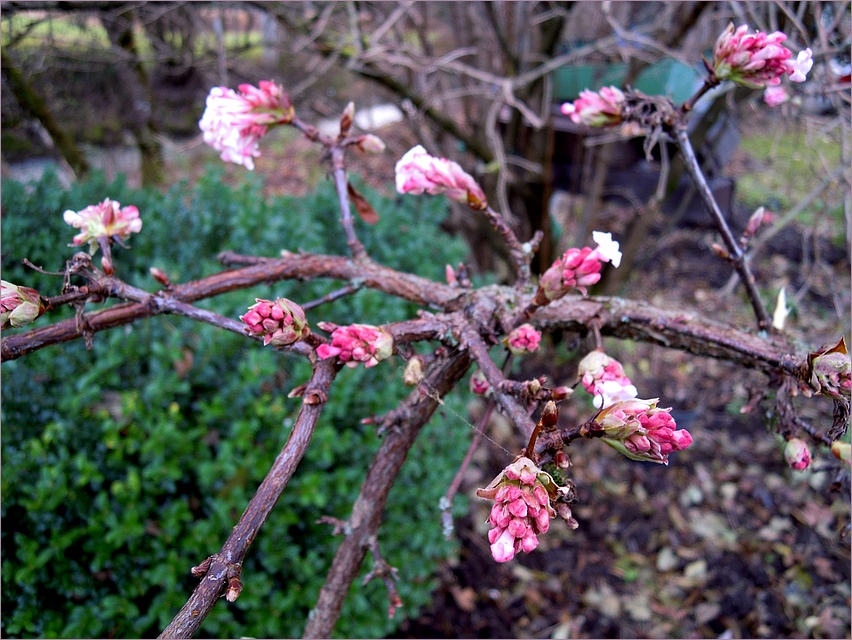 Novemberfrühling