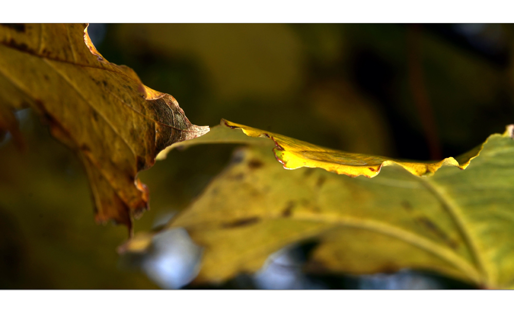 Novembergedanken: Farbige Vergänglichkeit