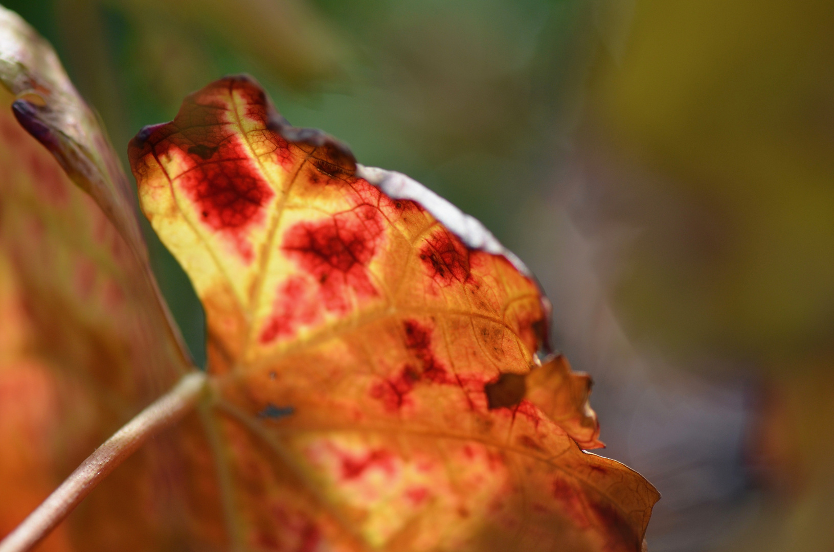 Novemberglühen 